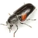 Coleorozena pilatei - photo 3
