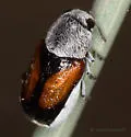 Coleorozena vittata