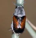 Coleorozena vittata - photo 2