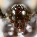 Coleosoma acutiventer