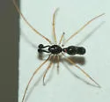 Coleosoma acutiventer - photo 2
