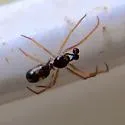 Coleosoma acutiventer - photo 3