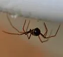 Coleosoma acutiventer - photo 4
