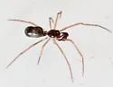 Coleosoma acutiventer - photo 5