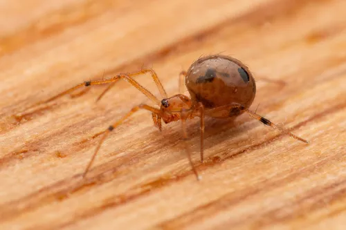 Coleosoma floridanum