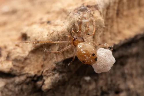 Coleosoma floridanum - photo 4