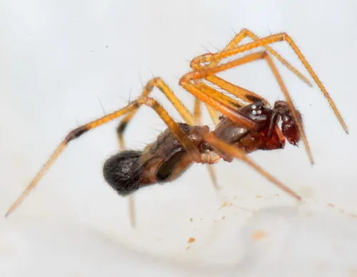 Coleosoma floridanum - photo 5