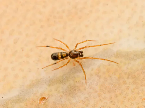 Coleosoma floridanum - photo 6