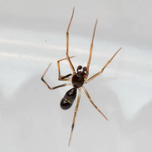Coleosoma floridanum - photo 8