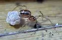 Coleosoma normale