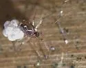 Coleosoma normale - photo 2