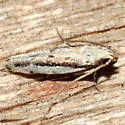 White-edged Coleotechnites Moth - Hodges#1787