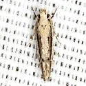 White-edged Coleotechnites Moth - Hodges#1787 - photo 2