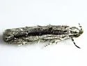 White-edged Coleotechnites Moth - Hodges#1787 - photo 4