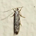 Green Hemlock Needleminer Moth - Hodges#1789 - photo 2