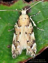 Green Hemlock Needleminer Moth - Hodges#1789 - photo 3