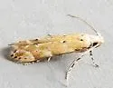 Green Hemlock Needleminer Moth - Hodges#1789 - photo 4