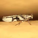 Coleotechnites atrupictella - Hodges#1792