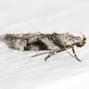 Coleotechnites atrupictella - Hodges#1792 - photo 2