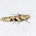 Coleotechnites atrupictella - Hodges#1792 - photo 3
