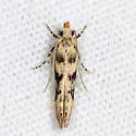 Coleotechnites atrupictella - Hodges#1792 - photo 4