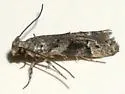 Coleotechnites atrupictella - Hodges#1792 - photo 5