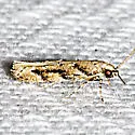 Coleotechnites australis - Hodges#1793