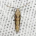 Coleotechnites australis - Hodges#1793 - photo 2