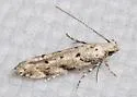 Coleotechnites australis - Hodges#1793 - photo 3