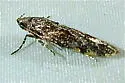 Coleotechnites blastovora - Hodges#1796