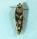 Coleotechnites blastovora - Hodges#1796 - photo 2