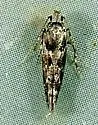 Coleotechnites blastovora - Hodges#1796 - photo 3