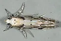 Conifer Coleotechnites Moth - Hodges#1803