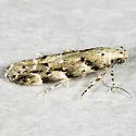 Conifer Coleotechnites Moth - Hodges#1803 - photo 3