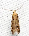 Conifer Coleotechnites Moth - Hodges#1803 - photo 4