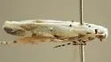 Coleotechnites eryngiella - Hodges#1808