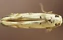 Coleotechnites eryngiella - Hodges#1808 - photo 2
