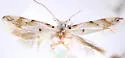 Coleotechnites eryngiella - Hodges#1808 - photo 3