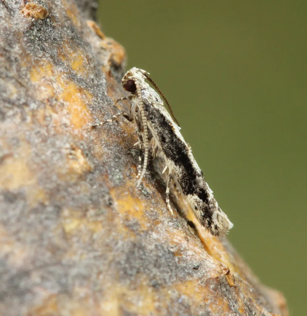 Coleotechnites Flower Moth - photo 2