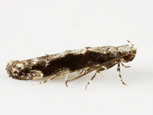 Coleotechnites Flower Moth - photo 5