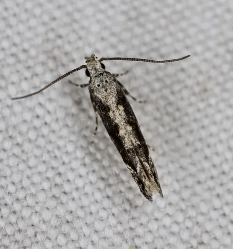 Coleotechnites Flower Moth - photo 6