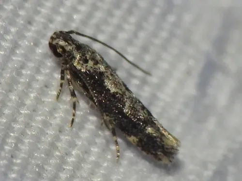 Coleotechnites Flower Moth - photo 7