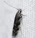 Common Juniper Leafminer - Hodges#1811 - Coleotechnites gibsonella