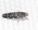 Common Juniper Leafminer - Hodges#1811 - photo 2