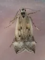 Coleotechnites invictella - Hodges#1814 - photo 2