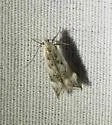 Coleotechnites invictella - Hodges#1814 - photo 4