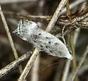 Coleotechnites invictella - Hodges#1814 - photo 5