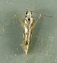 Brown Hemlock Needleminer Moth - Hodges#1819