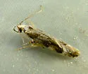 Brown Hemlock Needleminer Moth - Hodges#1819 - photo 2