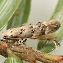 Brown Hemlock Needleminer Moth - Hodges#1819 - photo 4